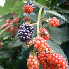 さらりブレンド (中煎り)