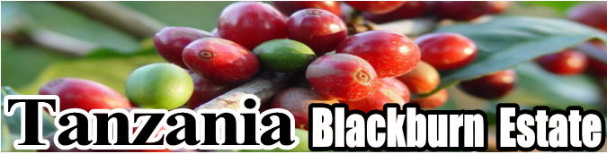 タンザニア_ブラックバーン農園_深煎り-珈琲工房　ほろにが