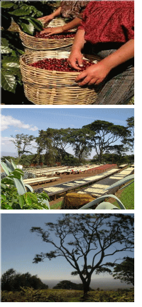 タンザニア_ブラックバーン農園_深煎り-珈琲工房　ほろにが