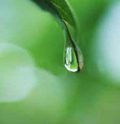 ピュアブレンド (中煎り)