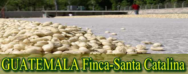 グアテマラ_サンタカタリーナ農園_中深煎り-珈琲工房　ほろにが