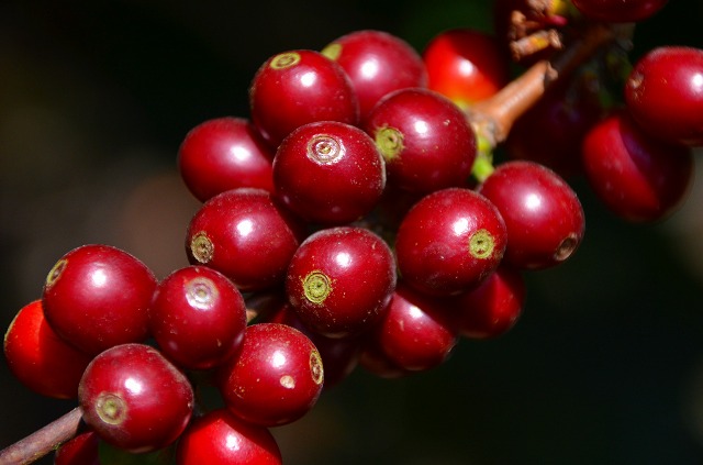 グアテマラ_サンタカタリーナ農園_中深煎り