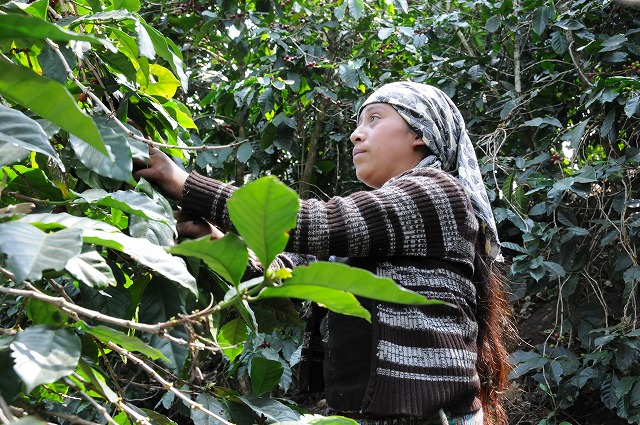 グアテマラ_サンタカタリーナ農園_中深煎り