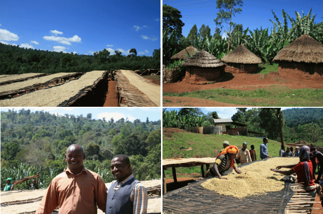 エチオピア_イルガチェフェ